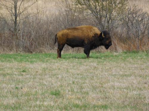 A bison stands in a grassy field, surrounded by sparse trees and shrubs in the background.