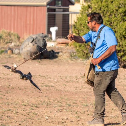 A person in a blue shirt holds a hawk on a leash in a natural outdoor setting.