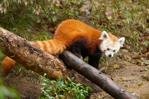A red panda perched on a log, surrounded by greenery, with its distinctive reddish-brown fur and playful expression.