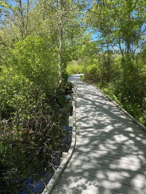 A wooden boardwalk winding through lush greenery and trees on a sunny day.