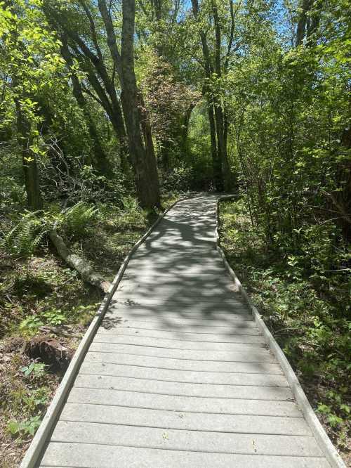 A wooden boardwalk winding through a lush green forest on a sunny day.