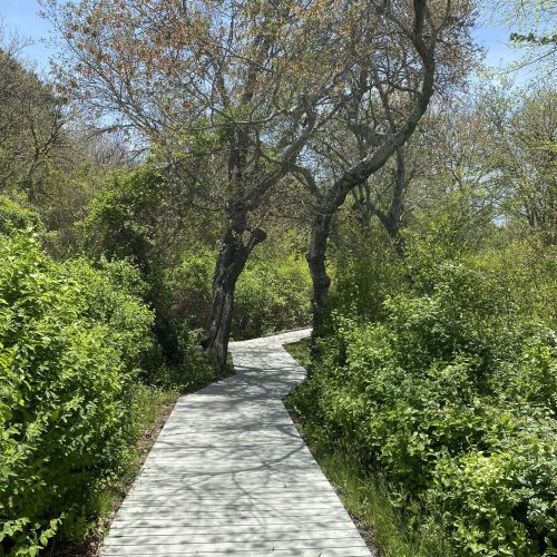 A wooden boardwalk winding through lush greenery and trees on a sunny day.