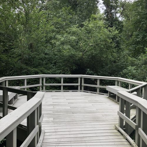A wooden observation deck surrounded by lush green trees and foliage in a natural setting.