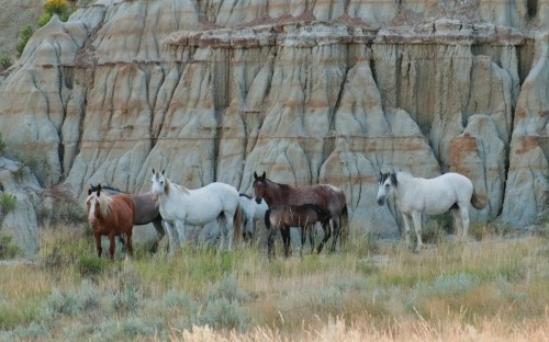 A group of horses stands in front of a rocky, layered cliff in a grassy landscape.