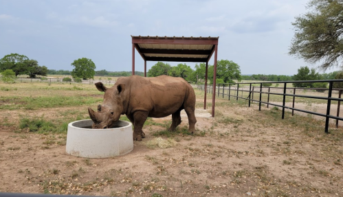 A rhinoceros drinking from a circular water trough under a shelter in a grassy area.