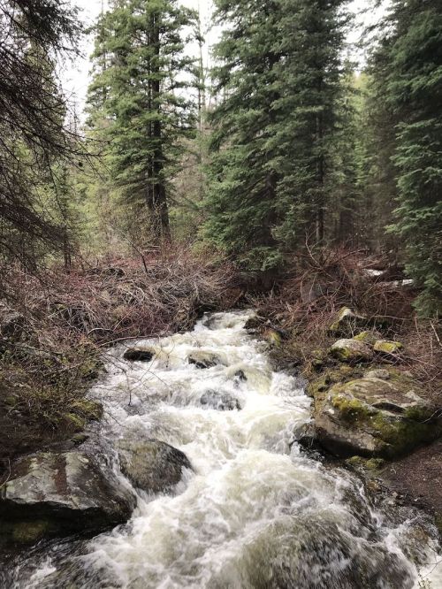 A rushing stream flows through a forest, surrounded by tall evergreen trees and rocky banks.
