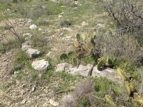 A rocky landscape with green cacti and sparse vegetation under a clear sky.