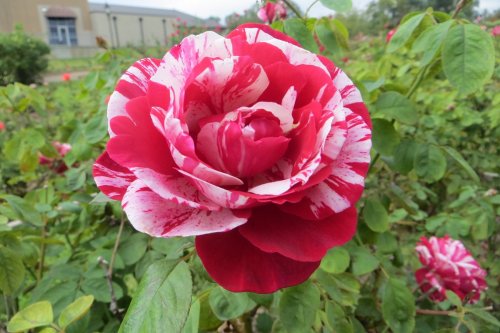 A vibrant red and white striped rose blooms amidst green leaves in a garden setting.