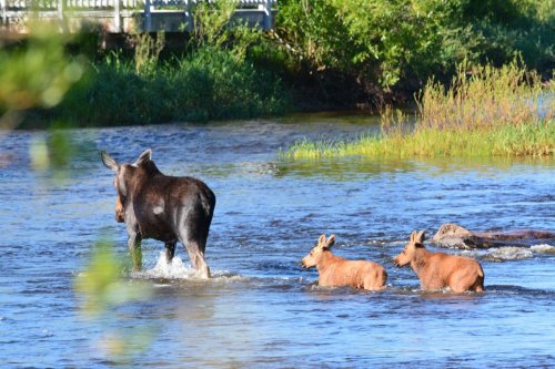 A moose and two calves wade through a river surrounded by lush greenery.