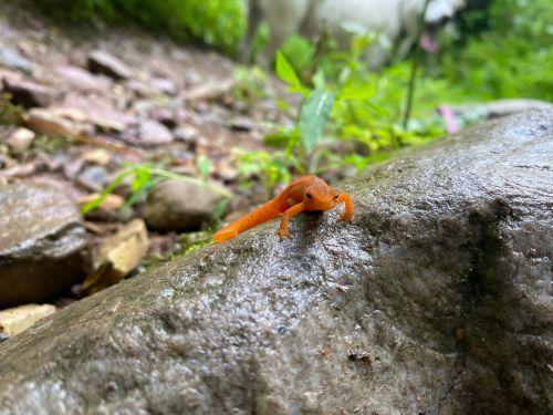 A small orange salamander perched on a wet rock, surrounded by greenery and a blurred background.