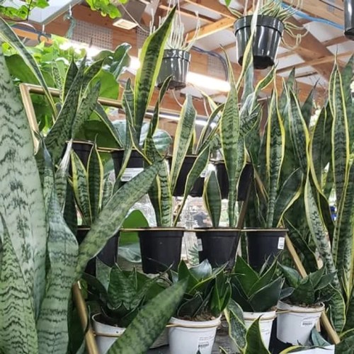 A variety of snake plants in pots, displayed on a wooden shelf in a greenhouse setting.