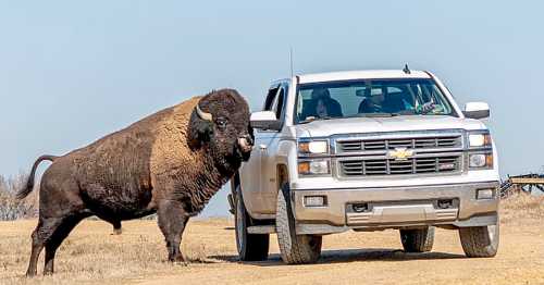 A large buffalo approaches a white pickup truck on a sunny day in an open field.