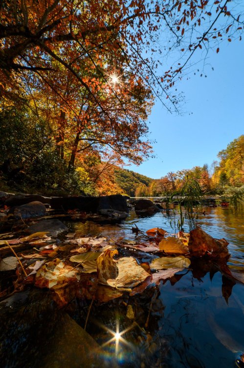 A serene river scene with autumn leaves floating on the water, surrounded by colorful trees under a clear blue sky.