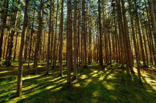 A dense forest with tall trees casting long shadows on a mossy ground, illuminated by soft sunlight.