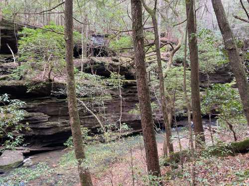 A serene forest scene with tall trees, rocky cliffs, and a small stream flowing through a lush, green landscape.