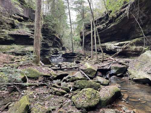 A serene forest scene with a narrow creek surrounded by moss-covered rocks and steep, rocky cliffs.