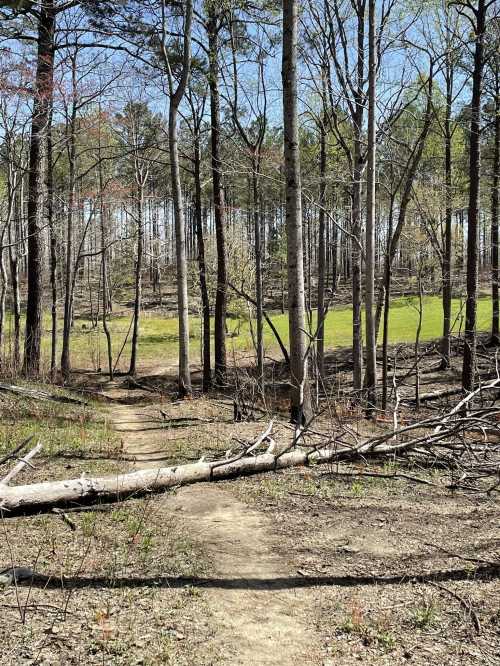 A winding dirt path through a forest with tall trees and a grassy area in the background under a clear blue sky.