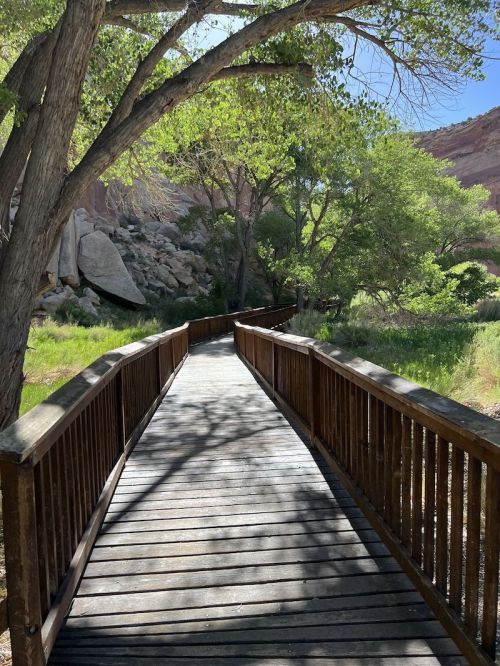 A wooden boardwalk winds through a lush green area, surrounded by trees and rocky terrain under a clear blue sky.