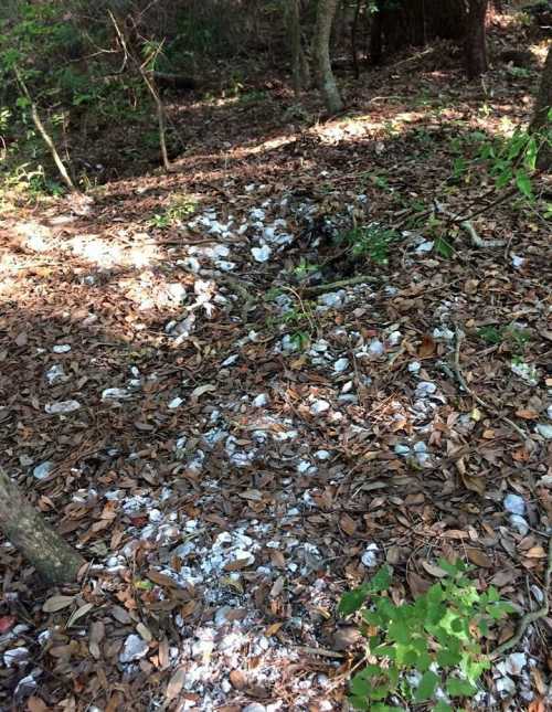 A forest floor covered in leaves and scattered white shells, with trees in the background.