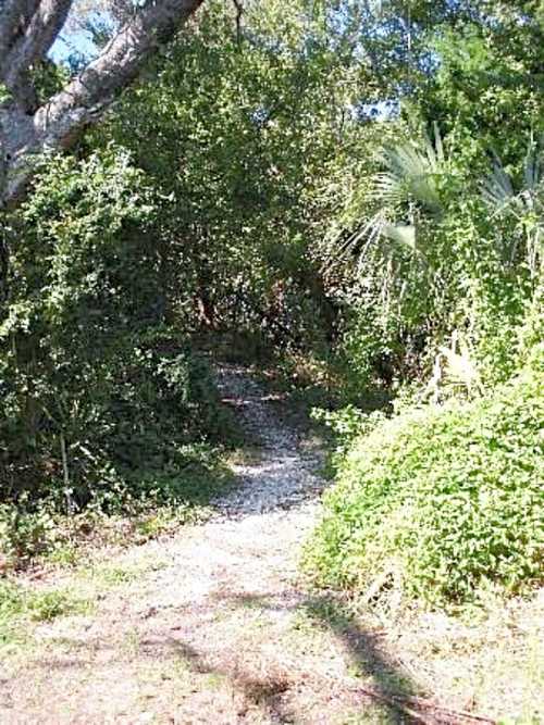 A narrow, winding path surrounded by dense greenery and trees, leading into a shaded area.