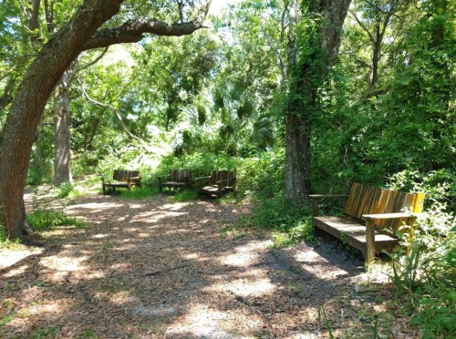 A serene outdoor scene featuring wooden benches surrounded by lush greenery and trees.