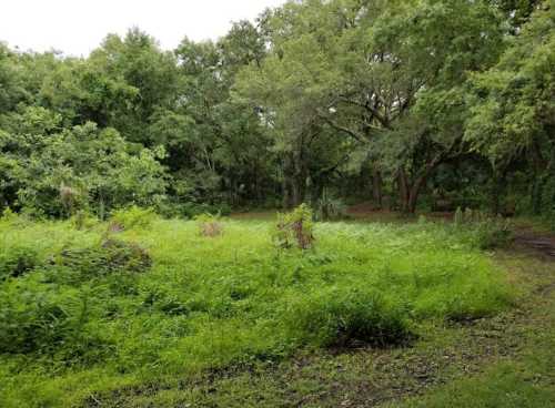 Lush green landscape with trees and underbrush, creating a serene natural setting.