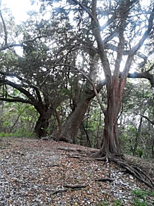 A serene forest scene featuring tall trees with sprawling branches and a carpet of fallen leaves on the ground.