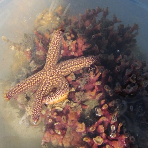 A starfish resting on colorful coral in shallow water, showcasing its textured arms and vibrant marine environment.