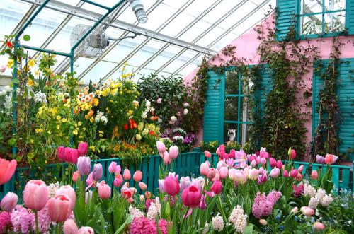 A vibrant greenhouse filled with colorful tulips and blooming flowers, featuring a pink wall and green accents.