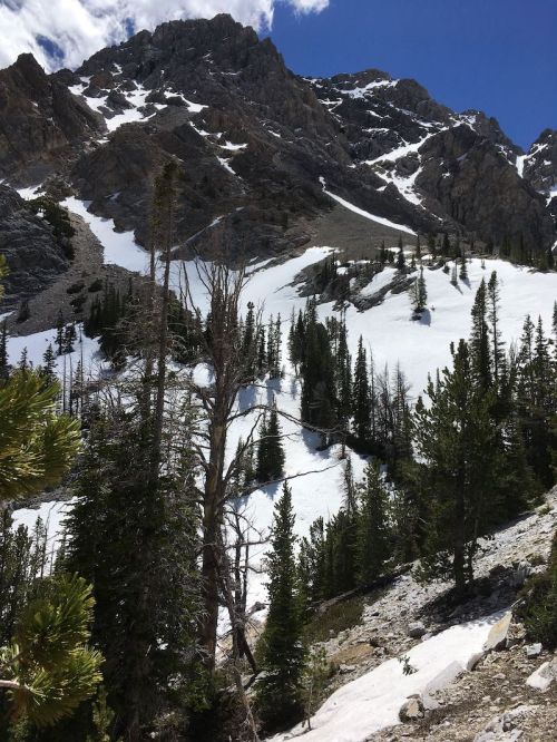 Snow-covered mountains with rocky peaks and scattered evergreen trees under a clear blue sky.