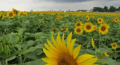 A vibrant field of sunflowers under a cloudy sky, with bright yellow blooms stretching across the landscape.