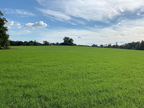 Vibrant green field under a blue sky with scattered clouds and distant trees.