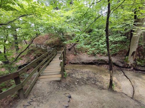 A wooden bridge crosses a small stream in a lush, green forest with dense trees and foliage.