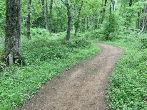A winding dirt path through a lush green forest with trees and underbrush on either side.