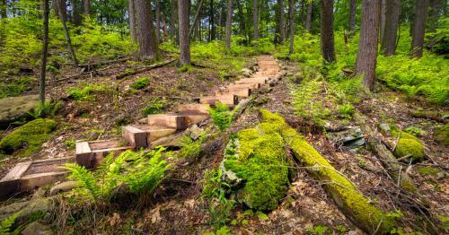 A winding wooden staircase leads through a lush green forest, surrounded by ferns and tall trees.