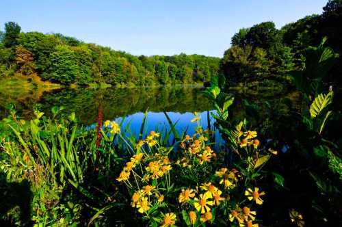 A serene lake surrounded by lush greenery and vibrant yellow flowers under a clear blue sky.