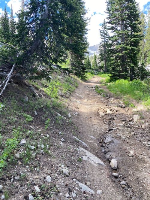 A narrow dirt trail winds through a forest of tall pine trees, with patches of grass and rocky terrain.