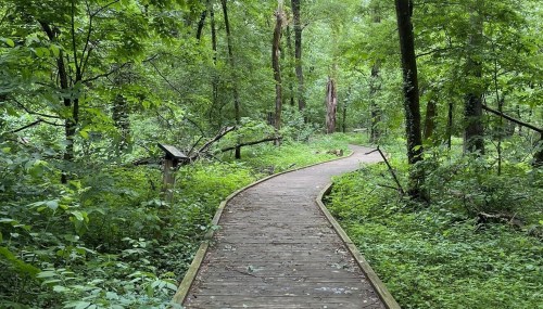 A winding wooden path through a lush green forest, surrounded by trees and dense foliage.