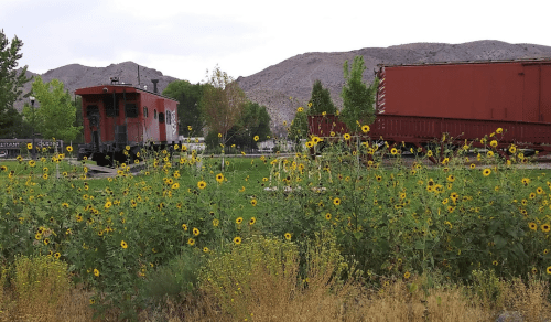 A field of sunflowers in front of a red train caboose and freight car, with mountains in the background.