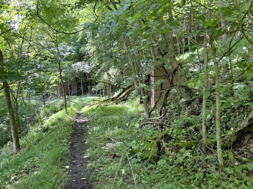 A narrow path winds through a lush green forest, surrounded by trees and underbrush.