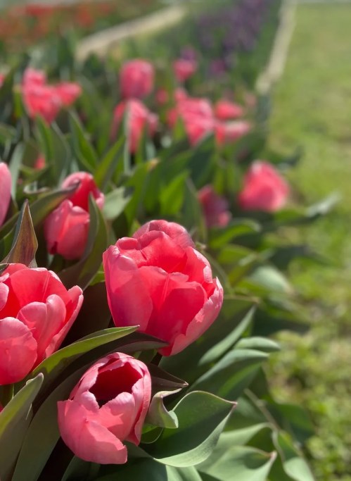A close-up of vibrant pink tulips surrounded by lush green leaves in a sunny garden setting.