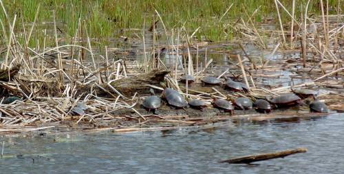 A group of turtles basking on a log near a marshy area with tall grasses and water.