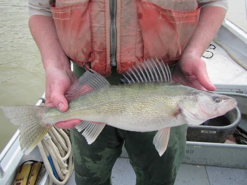 A person holding a large fish with a greenish body and prominent fins, wearing a life vest on a boat.