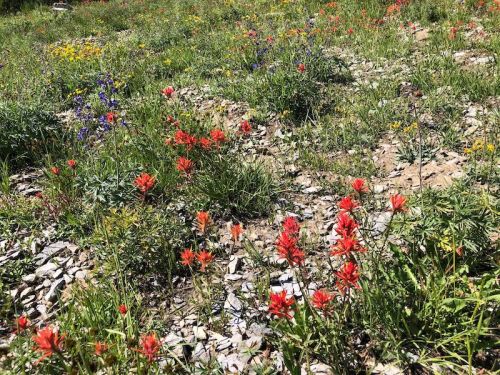 A vibrant field of wildflowers, featuring clusters of red and purple blooms among green grass and rocky soil.