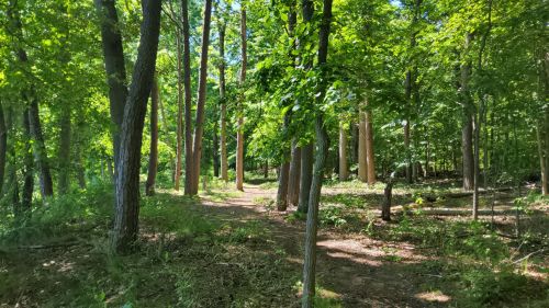 A sunlit forest path surrounded by tall trees and lush green foliage.