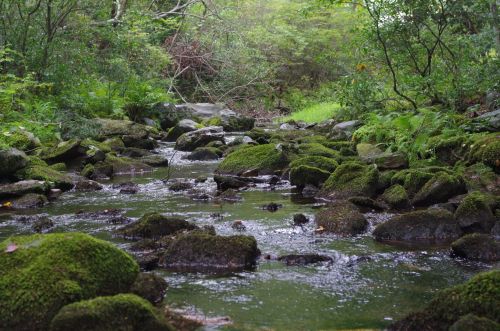 A serene stream flows over moss-covered rocks, surrounded by lush greenery and trees.