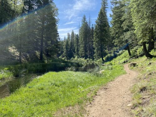 A serene forest scene with a winding path beside a calm river, surrounded by tall trees and lush green grass.