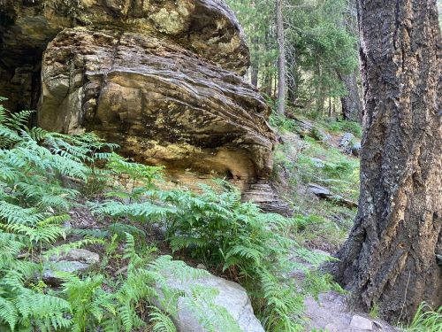 A rocky outcrop surrounded by lush ferns and trees in a forested area.