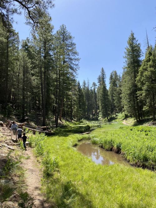 A serene forest scene with a winding stream, surrounded by tall trees and two people walking along a grassy path.
