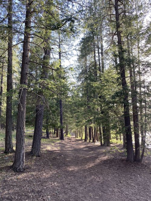 A serene forest path lined with tall trees, sunlight filtering through the branches, creating a peaceful atmosphere.